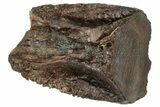 Fossil Dinosaur (Triceratops) Shed Tooth - Wyoming #315063-1